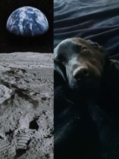 Wie heißt dein Hund?-Beitrag-Bild