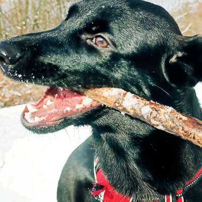 Black dogs are beautiful-Beitrag-Bild