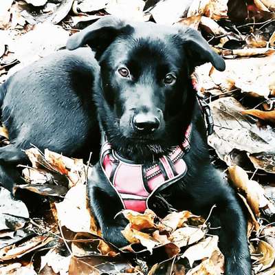 Black dogs are beautiful-Beitrag-Bild