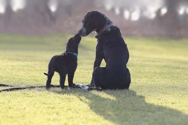 Bester Freund, Hundekumpel - zeigt her!-Beitrag-Bild