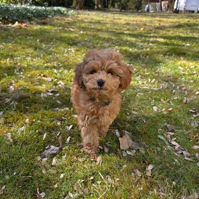 Hundetreffen-Welpentreffen im Tiergarten/Grunewald-Bild
