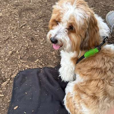 Hundetreffen-Gassirunde und Begegnungstraining in der List-Bild