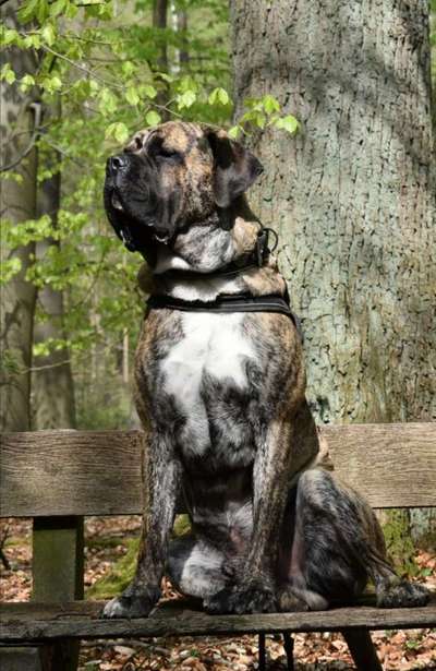 Rassensuche Cane Corso Italiano-Beitrag-Bild