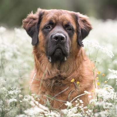 Die Dogorama Kalender Challenge Teil 3/4-Beitrag-Bild