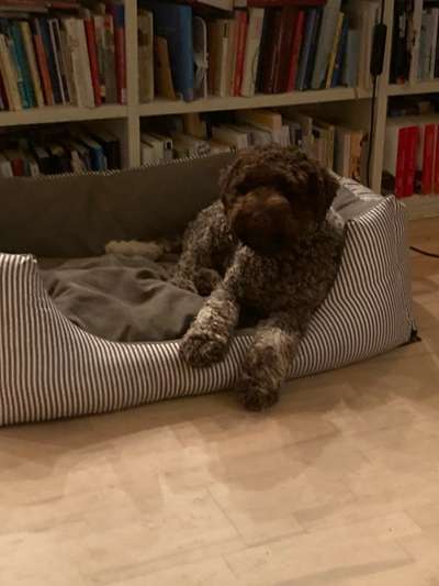 Lagotto Romagnolo Besitzer-Beitrag-Bild