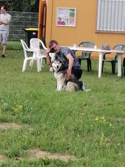 Hundetreffen-Husky-Malamut-Mix Rüde sucht Artgenossen-Bild