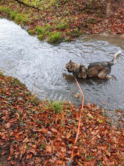 Fotochallenge No. 26                                     Wald und Wiese-Beitrag-Bild