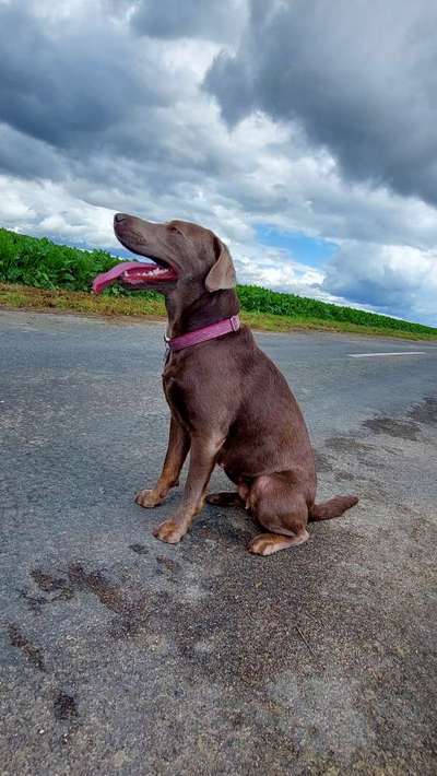 Labradorfans-Beitrag-Bild