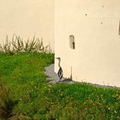 Hundeauslaufgebiet-Schlosspark Haus Martfeld-Bild