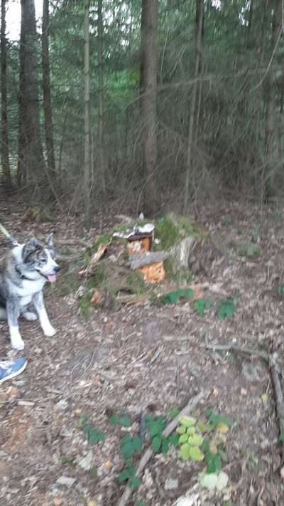 Foto -Challenge  Thema : Dein Hund Im Wald-Beitrag-Bild