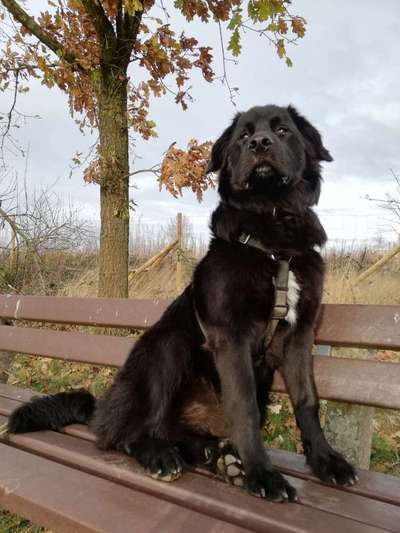 Mischlinge raten - Rätselspaß-Beitrag-Bild