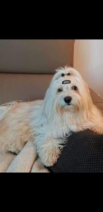 Havaneser dabei?:)-Beitrag-Bild