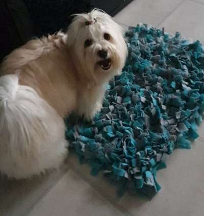 Havaneser dabei?:)-Beitrag-Bild