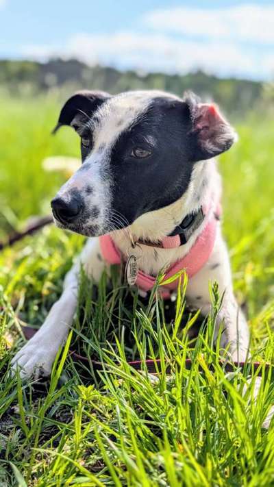 Tierschutzhund hat Angst vor uns-Beitrag-Bild