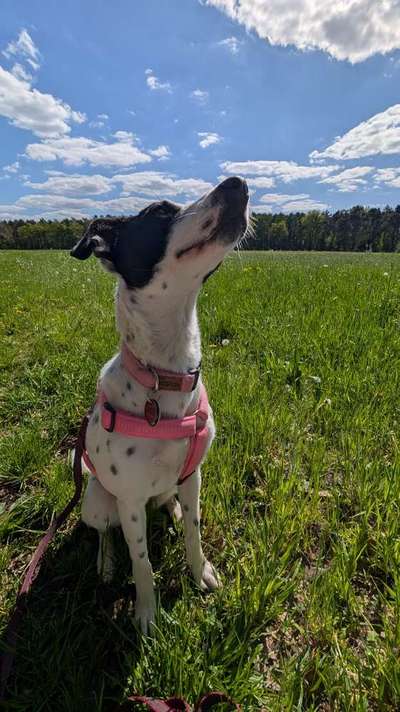 Tierschutzhund hat Angst vor uns-Beitrag-Bild