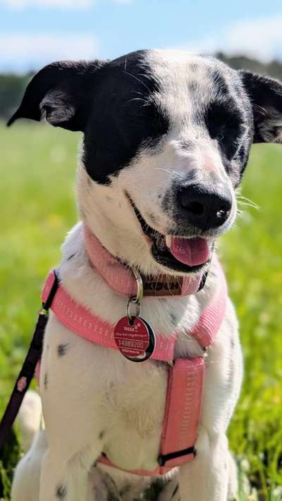 Tierschutzhund hat Angst vor uns-Beitrag-Bild