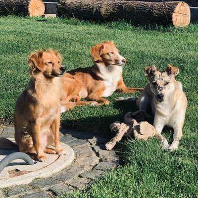 Hundetreffen-Gassirunde
