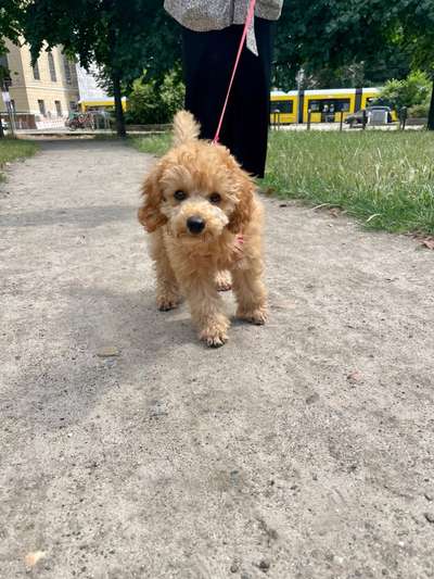 Hundetreffen-Welpentreffen in Mitte-Bild