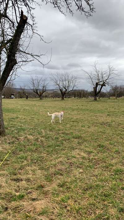 Hundetreffen-Gemeinsames Gassi und Training-Bild