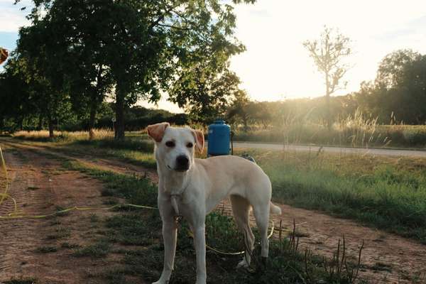 Tierschutz Hunde aus Sizilen.-Beitrag-Bild