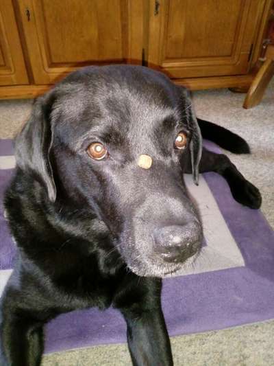 Dogorama Blog Challenge: Hundetricks-Beitrag-Bild