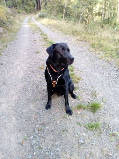 Labradorfans-Beitrag-Bild