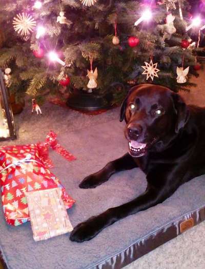 Dogorama Photo Challenge - Bescherung-Beitrag-Bild