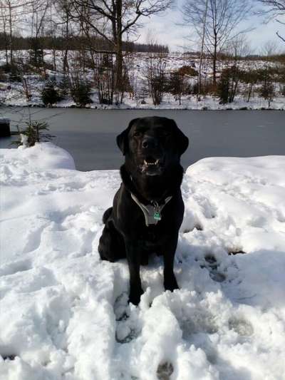 Wo sind meine Labrador Freunde-Beitrag-Bild