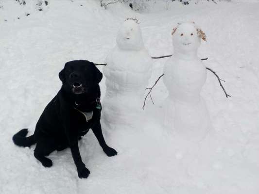 Die Dogorama Kalender Challenge Teil 2/4-Beitrag-Bild