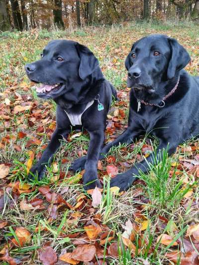 Herbst🍁-Beitrag-Bild