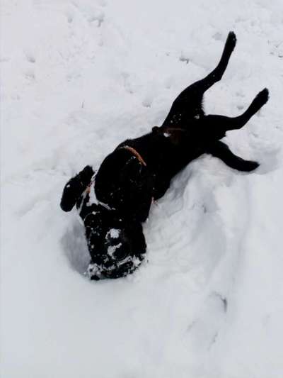 Die Dogorama Wochen Challenge-Beitrag-Bild