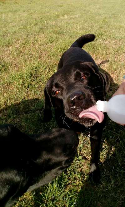 Fotochallenge Nr. 59 - Mein Hund zeigt die Zunge-Beitrag-Bild