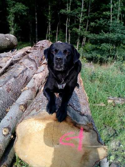 Reinrassige Hunde?-Beitrag-Bild