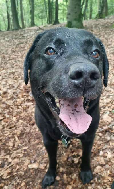 Zeigt mir die tollste Nahaufnahme von eurer Fellnase-Beitrag-Bild