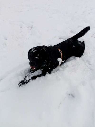 Schneehund-Beitrag-Bild