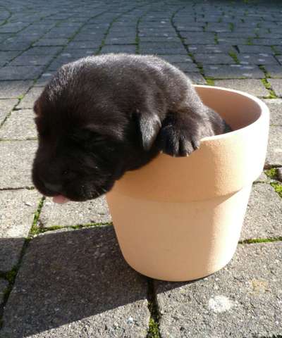 Zeigt her eure Labbis!-Beitrag-Bild