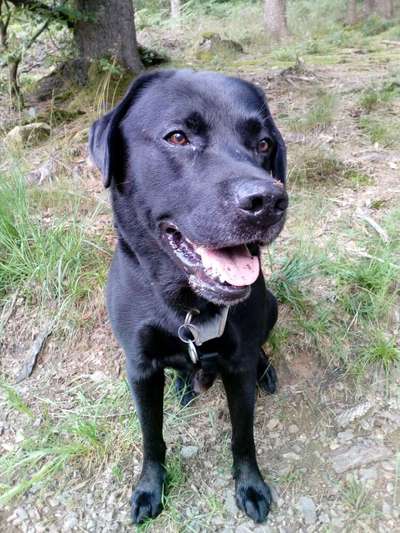 Dogorama Photo Challenge - Hundeblick zum hinschmelzen-Beitrag-Bild