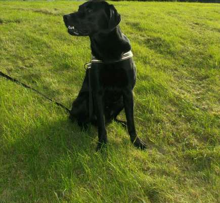 Die Dogorama-Wochen-Challenge "Die schönste Grimasse"-Beitrag-Bild