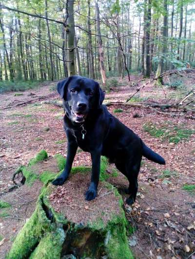 Dogorama Photo Challenge - Märchenwald-Beitrag-Bild