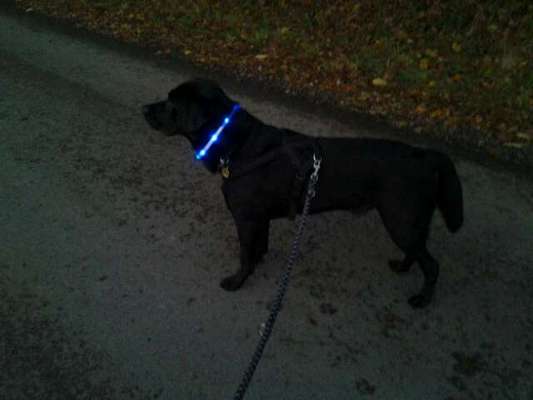 Leuchthalsband eure Meinungen!-Beitrag-Bild