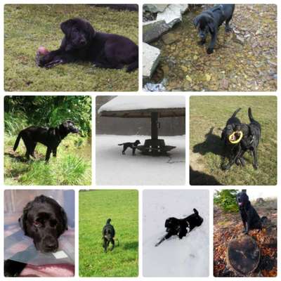 11. Collagen-Challenge
Dein*e Hund*e in verschiedenen Lebensphasen-Beitrag-Bild