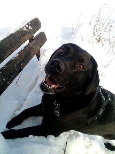 Fotochallenge Nr. 47 - Zeigt die Zähne-Beitrag-Bild