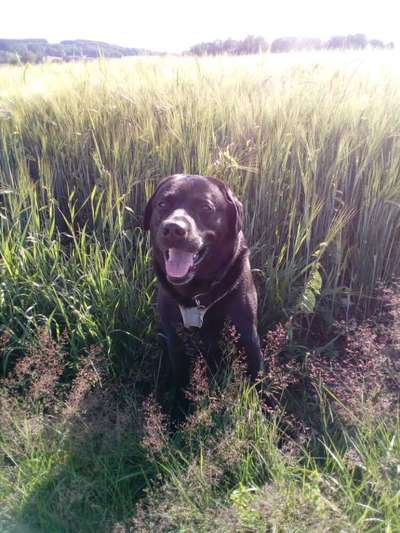 Zeig deinen Hund in der Kalender-Collage-Beitrag-Bild