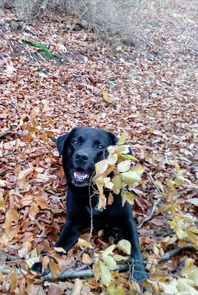 Herbst🍁-Beitrag-Bild