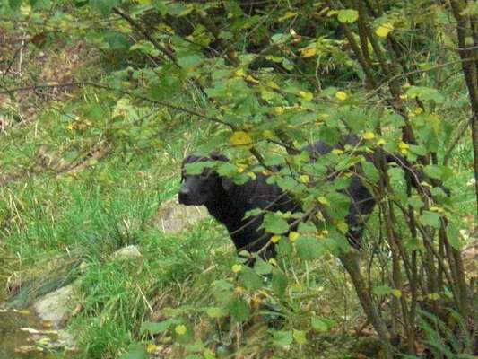 Dogorama Photo Challenge - Tarnung ist alles-Beitrag-Bild