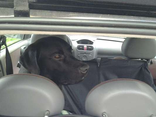 FOTOCHALLENGE 70 - Dein Hund im Auto-Beitrag-Bild