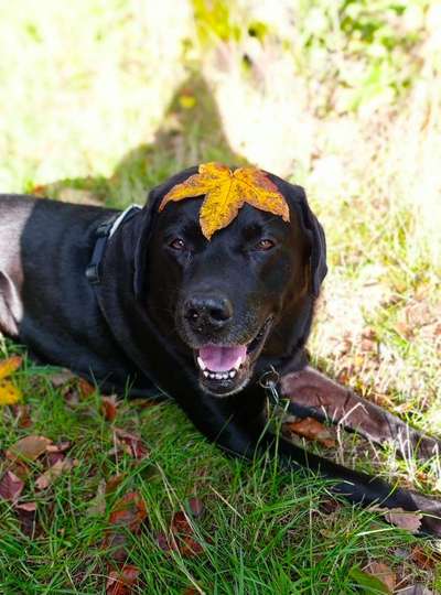 Fotochallange nr. 106
Der geschmückte Hund.-Beitrag-Bild