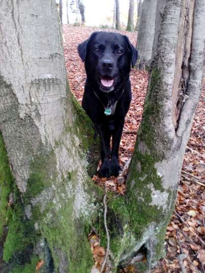 Fotochallenge Nr 55  -  Hund im November--Beitrag-Bild