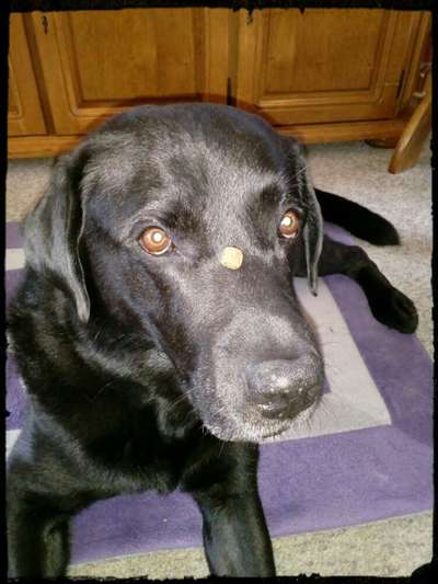 Dogorama Photo Challenge - Tricks, Tricks & Tricks!-Beitrag-Bild