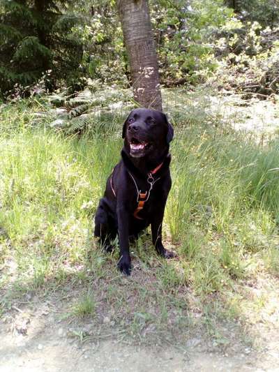 Die Dogorama Monats Challenge "Es grünt und blüht"-Beitrag-Bild